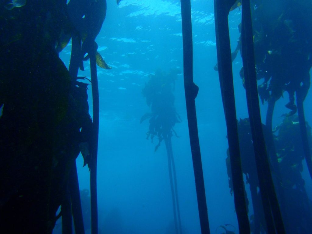 Sunlight filtering through an underwater kelp forest