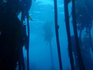 Sunlight filtering through an underwater kelp forest